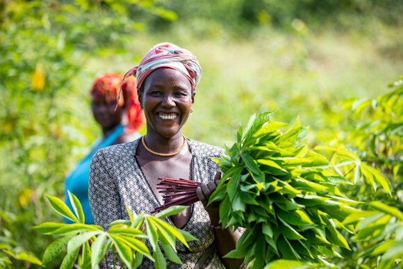 Ramata Kamara smiles whiles harvesting cassava leaves Ramata Kamara smiles whiles harvesting cassava leaves